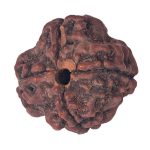 Discover How Saat Mukhi Rudraksha Benefits Can Enhance Your Relationships saat mukhi rudraksha benefits