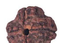 Discover How Saat Mukhi Rudraksha Benefits Can Enhance Your Relationships saat mukhi rudraksha benefits