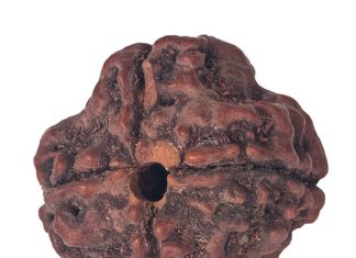 Discover How Saat Mukhi Rudraksha Benefits Can Enhance Your Relationships saat mukhi rudraksha benefits