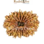 14 Mukhi Rudraksha on Bannerghatta Road – Sacred Beads for Spiritual Growth 14 Mukhi Rudraksha Bannerghatta Road