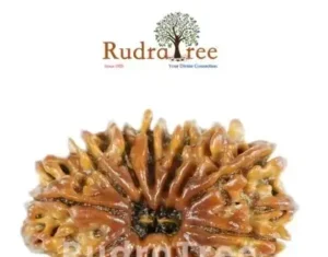 14 Mukhi Rudraksha on Bannerghatta Road – Sacred Beads for Spiritual Growth 14 Mukhi Rudraksha Bannerghatta Road