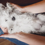 Understanding Compassion: How Home Euthanasia Services Can Provide Comfort for Your Pet Home Euthanasia