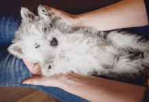 Understanding Compassion: How Home Euthanasia Services Can Provide Comfort for Your Pet Home Euthanasia