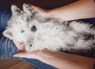 Understanding Compassion: How Home Euthanasia Services Can Provide Comfort for Your Pet Home Euthanasia